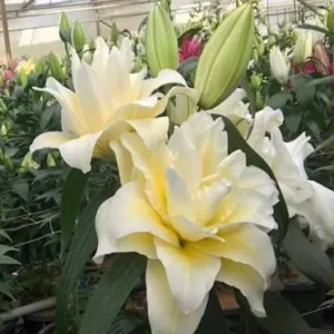 White lilies blooming in a greenhouse.