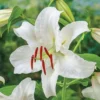 White lily with green leaves in garden.