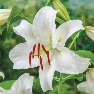 White lily with green leaves in garden.