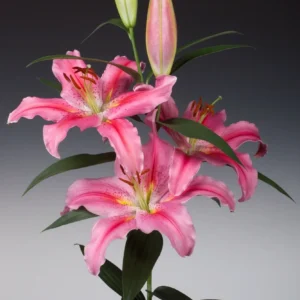 Pink lilies with green buds and leaves.