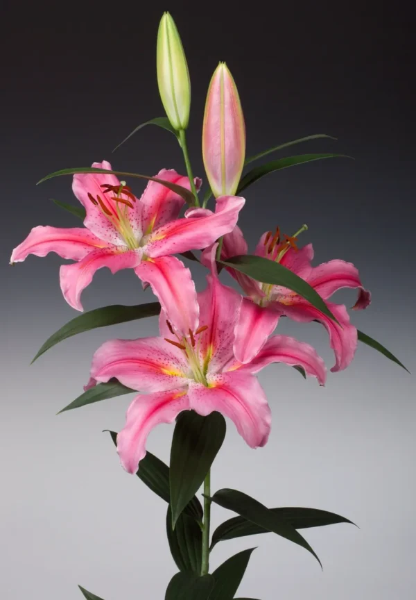 Pink lilies with green buds and leaves.