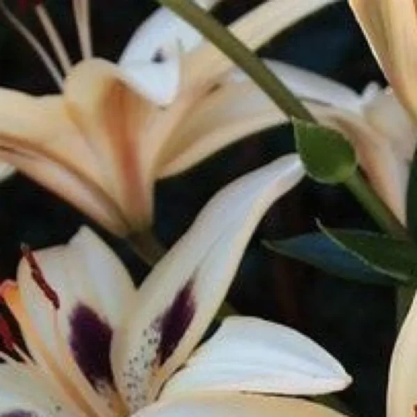 White lilies with dark purple centers.