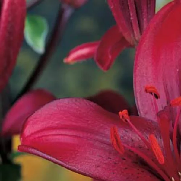 Close-up of red lily with orange stamens