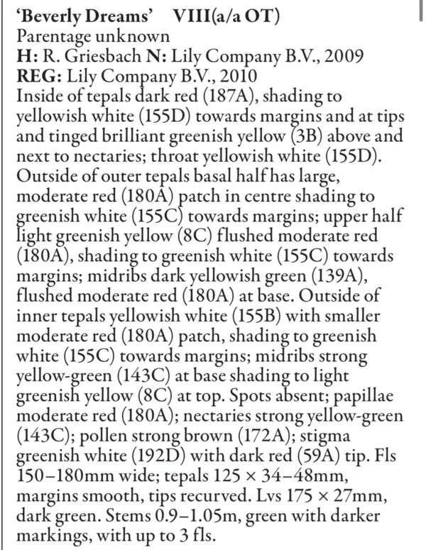 Text describing 'Beverly Dreams' lily characteristics.