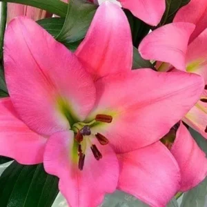 Two bright pink lilies among green leaves