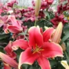 Red lilies blooming in a greenhouse.