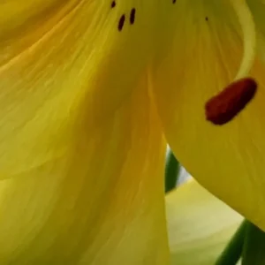 Curved yellow petal showing stamen tip