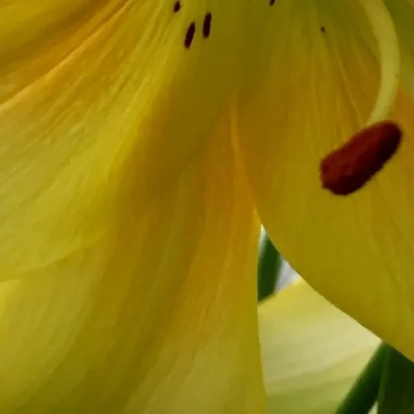 Curved yellow petal showing stamen tip