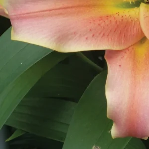 Close-up pink lily petal with green leaves