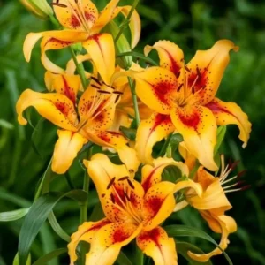 Orange lilies with red speckles