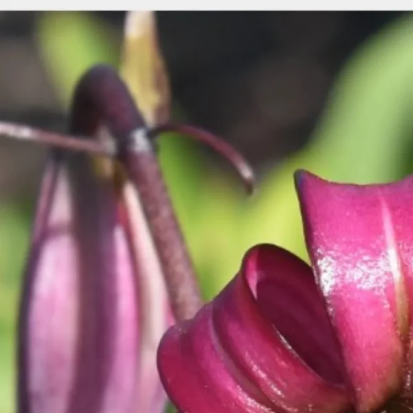 Close-up curled magenta flower petal