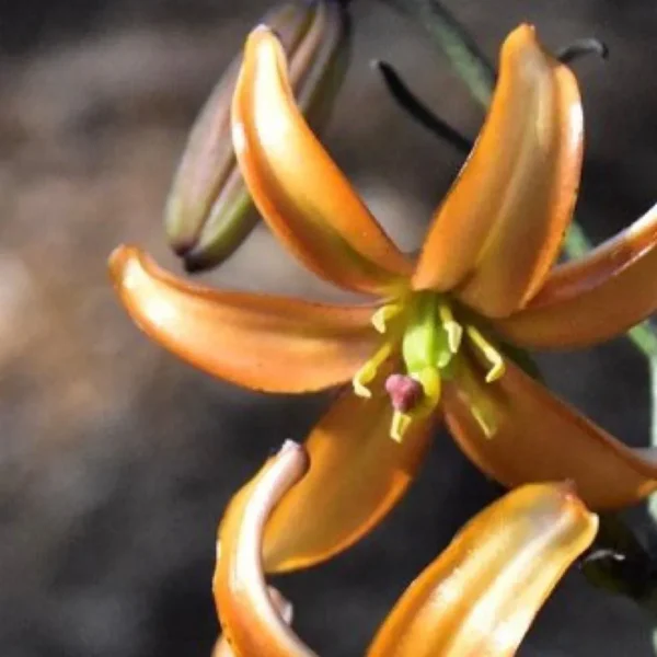 Orange lily flower with green buds.