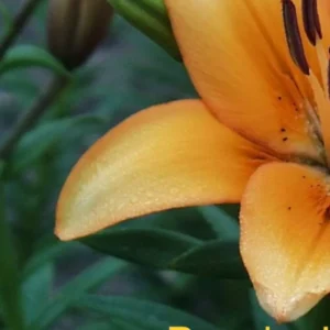 Orange lily with green foliage background.