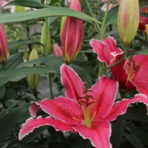Greenhouse rows of pink lilies with buds