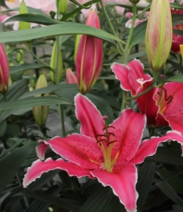 Greenhouse rows of pink lilies with buds