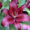 Velvety burgundy lily bloom with stamens