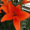 Bright orange lily flower with green leaves.