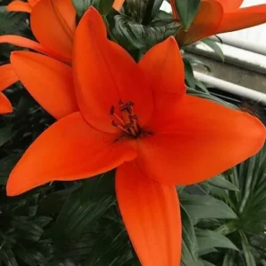 Bright orange lily flower with green leaves.