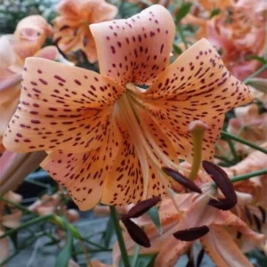 Close-up speckled orange tiger lily bloom