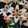 White lilies with dark spots in bloom.
