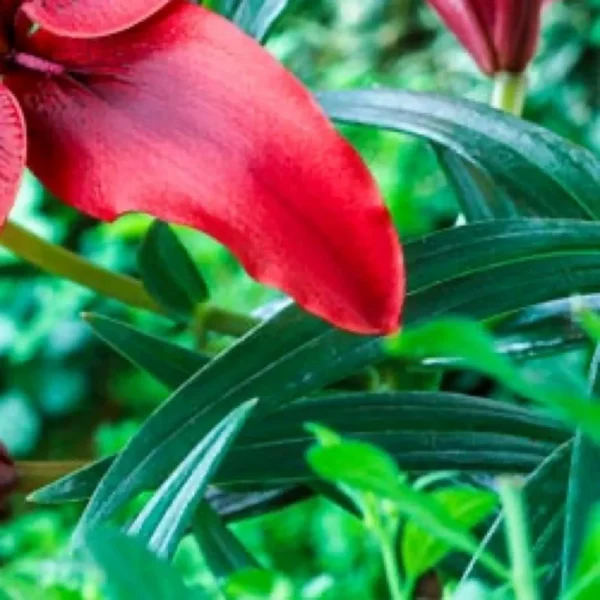 Close-up of red lily petal and leaves