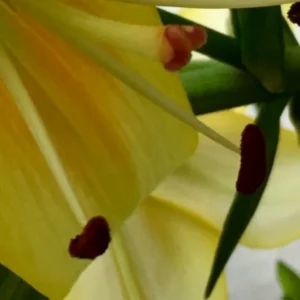 Yellow lily close-up with green background.