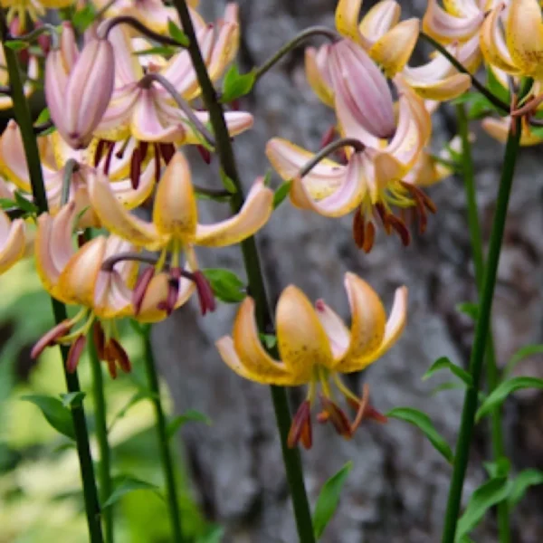 Pink and yellow lilies with green leaves.