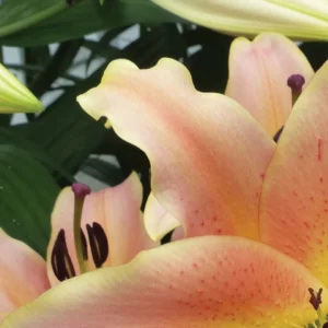 Close-up peach lily petals with dark stamens