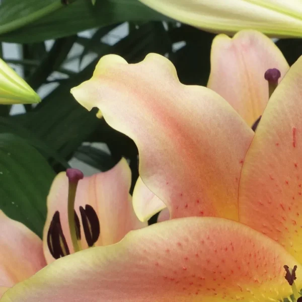 Close-up peach lily petals with dark stamens