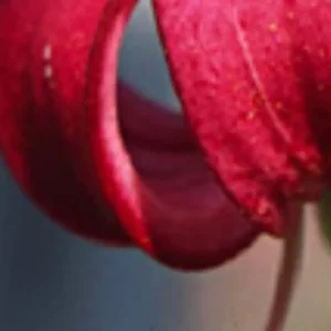 Close-up of a vibrant red flower petal.