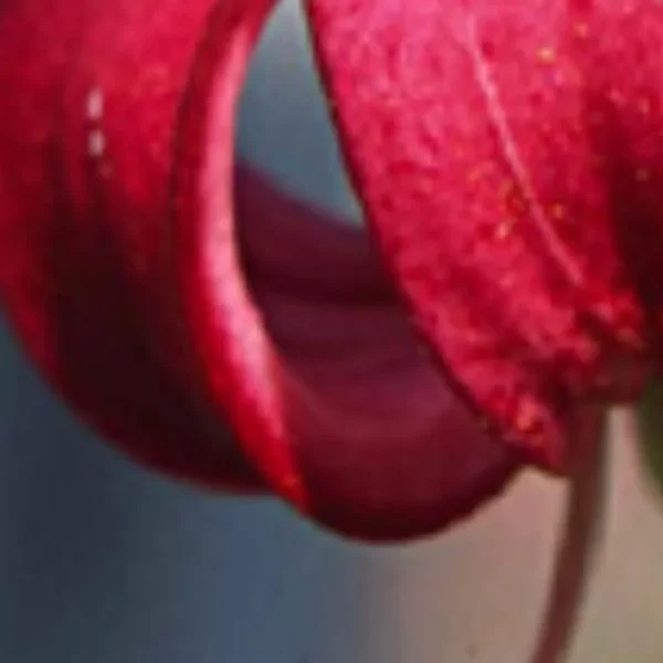 Close-up of a vibrant red flower petal.