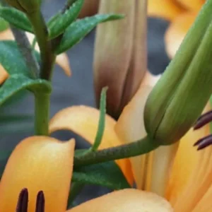 Orange lilies and green leaves in bloom.