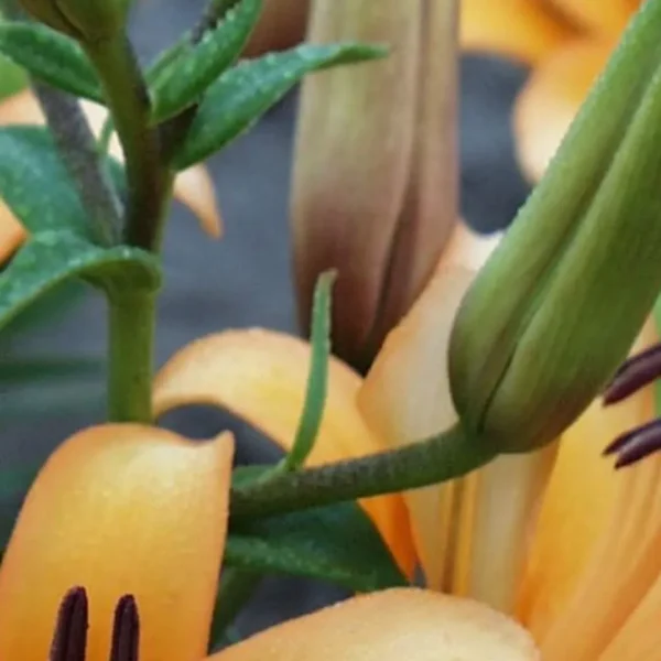 Orange lilies and green leaves in bloom.