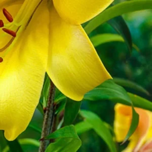 Close-up yellow lily blossom with green foliage