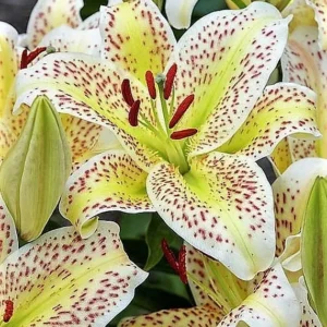 Yellow lilies with red speckles in bloom.
