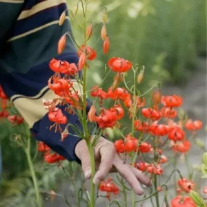 Person touching vibrant red flowers outdoors.