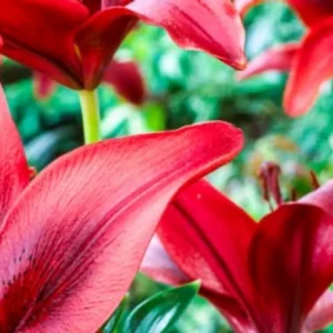 Vibrant red lilies with green blurred background.