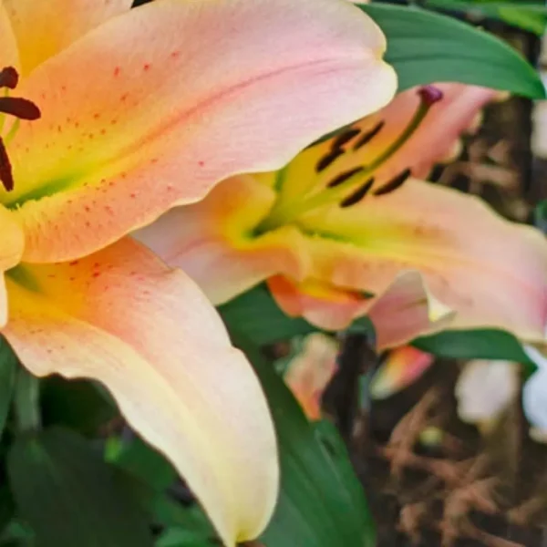 Peach lily blossom close-up