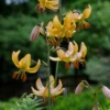 tall stem of yellow Turk's-cap lilies
