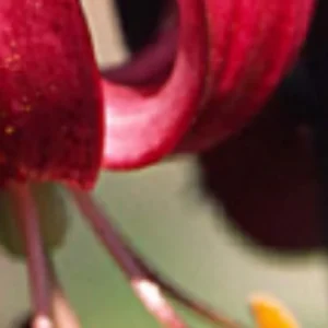 Close-up of a red flower petal.