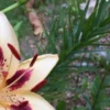 Yellow spotted lily with red anthers