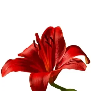 Red lily flower with green stem.