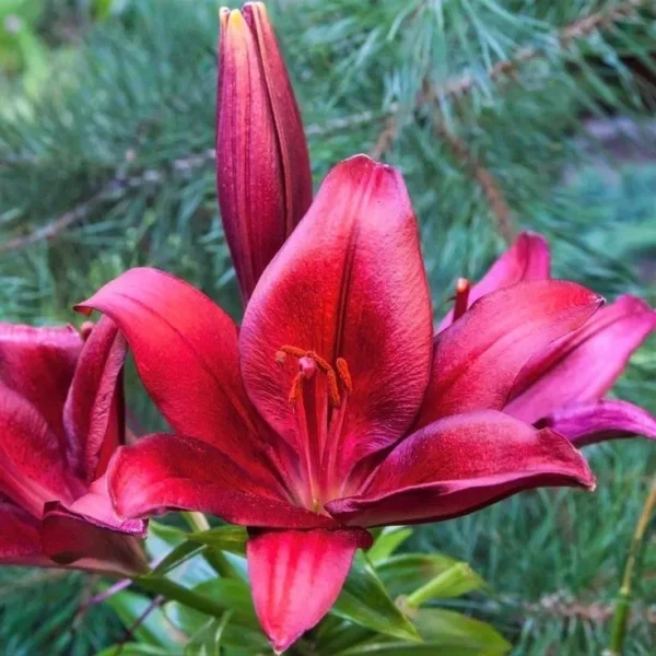 Red lilies with green foliage background.