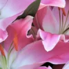 Close-up of pink lilies with stamens.