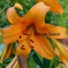 Orange lily flowers with green leaves background.