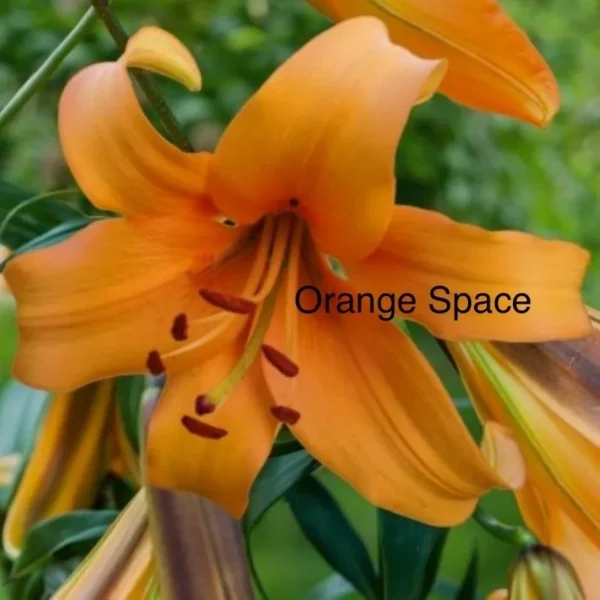 Orange lily flowers with green leaves background.