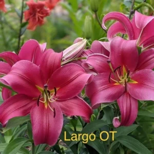 Pink lilies labeled "Largo OT" in garden.