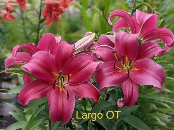Pink lilies labeled "Largo OT" in garden.