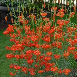Orange flowers blooming in a garden setting.