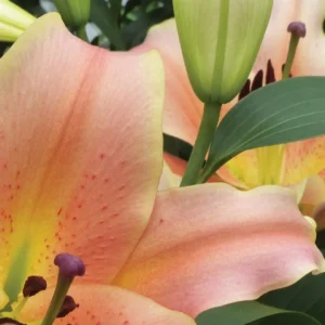 Close-up of peach pink lily and bud